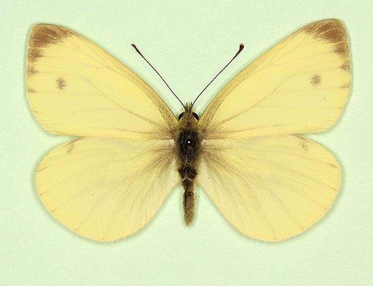 Pieris napi male (aberrant form flavescens 2) (Internet Image property of respective owner, non-commercial use only)